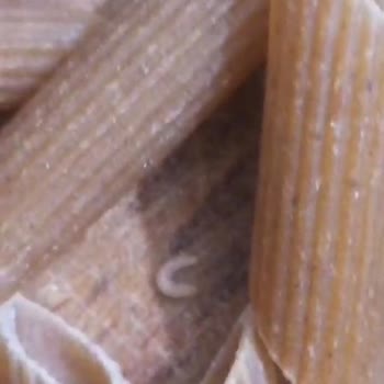 Nuh'un Ankara Makarnası Makarnada Kurt Çıktı