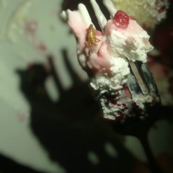 Diva Pastaneleri Pastadan Çıkan Böcek