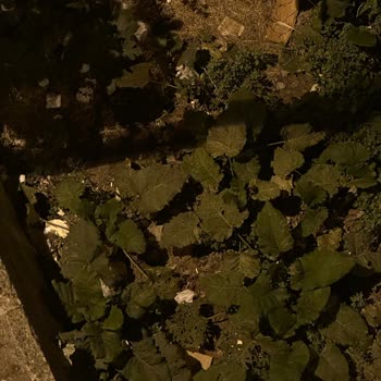 Üsküdar Belediyesi Çöpler Yüzünden Çevre Ve Sağlık Tehdidi