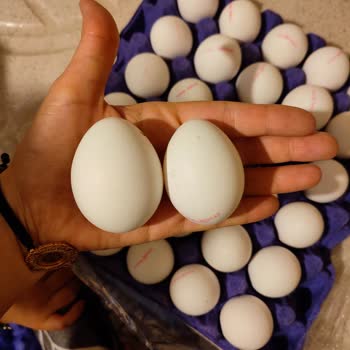 Baykan Yumurta Large Olana Small Koyulması ve Böcek