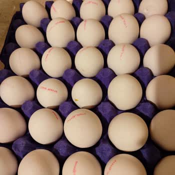 Baykan Yumurta Large Olana Small Koyulması ve Böcek