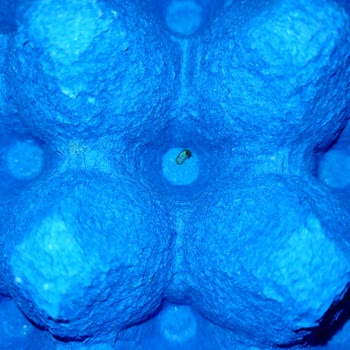 Baykan Yumurta Large Olana Small Koyulması ve Böcek