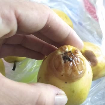 Şok Marketler Çürük Meyva Siparişi