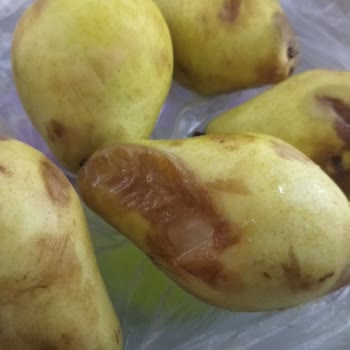 Şok Marketler Çürük Meyva Siparişi
