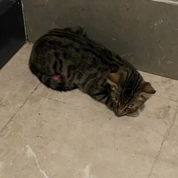 Alo 153 Hayvan Ambulansı 153 Hayvan Ambulansı İşimize Yaramıyor