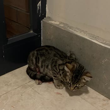 Alo 153 Hayvan Ambulansı 153 Hayvan Ambulansı İşimize Yaramıyor