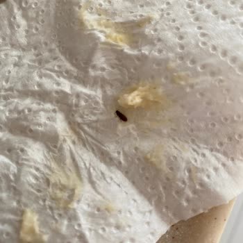 Tunç Başak Un Fabrikası Un Paketinden Böcek Çıktı