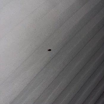 Swiss Inn Mersin Pis Kokuyor