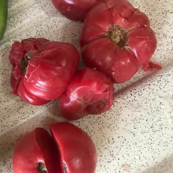 Nuhun Ambarı Kusurlu Ürün Teslimatı