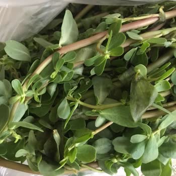 Nuhun Ambarı Kusurlu Ürün Teslimatı