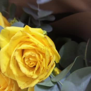 Ofiscicekleri.com Gönderilen Çiçeklerin Çürüklüğü