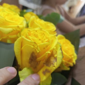 Ofiscicekleri.com Gönderilen Çiçeklerin Çürüklüğü