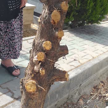 ABB - Ankara Büyükşehir Belediyesi Mezar İle İlgili