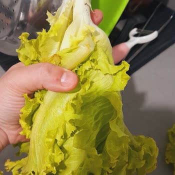 Seyhan Ekspres Seyhanlar Davutkadı Marketi Yolunmuş Marulları Gönderdi