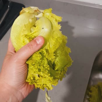 Seyhan Ekspres Seyhanlar Davutkadı Marketi Yolunmuş Marulları Gönderdi