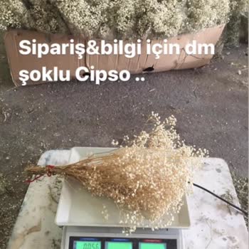 Pampasçiçekdünya (pampas_cicek _dunyas) Sorun Yaşama