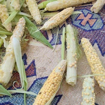 Dekalb Mısır Tohumu Dane Tutumunu Gerçekleştirmedi