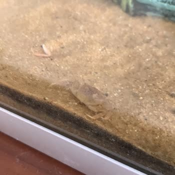 Canlıpetshop Canlı Yengeç Teslimatı