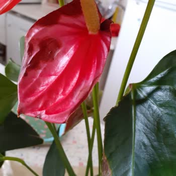 Çiçek Sepeti Ticaret Ahlakınızı Sorgulamalısınız