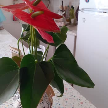 Çiçek Sepeti Ticaret Ahlakınızı Sorgulamalısınız