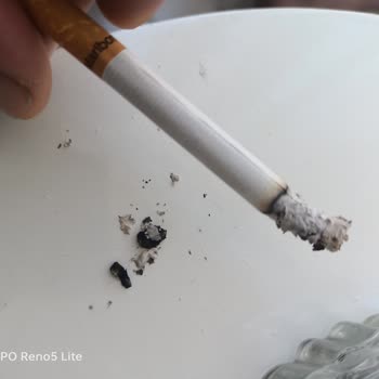 Philip Morris İçinden Ağaç Çıktı