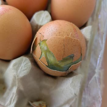 Anadolu Çiftliği Ben Şok Oldum