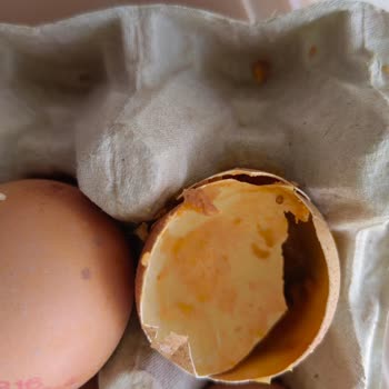 Anadolu Çiftliği Ben Şok Oldum