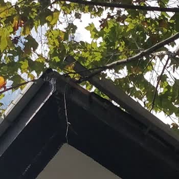 Kadıköy Belediyesi Ağaçların Yarattığı Sorunu Çözmüyor