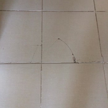 İş Bankası İştiraki Hayat Konut Sigortası Ve Lina Global Ekspertiz