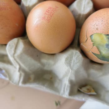 Şok Market Anadolu Çiftliği Civcivli Ve Kurtlu Yumurta