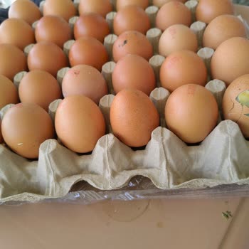 Şok Market Anadolu Çiftliği Civcivli Ve Kurtlu Yumurta