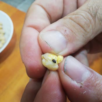 Tat Gıda Anpa Gross Tat Marka Nohut Güvelenmiş