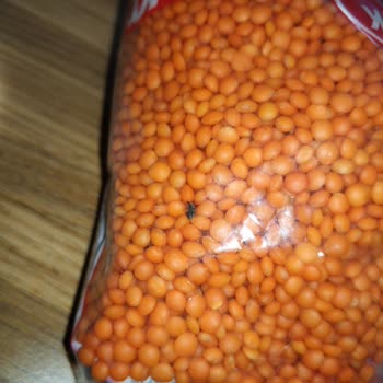 Gimsa Market Bakliyat Böcek Çıkması