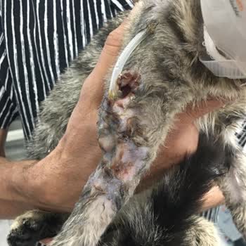 Karadeniz Veteriner Kliniği Kırık Ameliyatı Başarısız Ve Bacağını Kestiler Kedinin