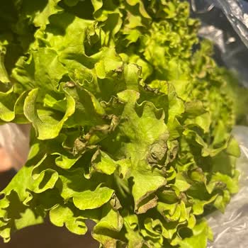 Carrefour SA Davutpaşa Solmuş, Çürük Bayat Yeşillik Satıyor.