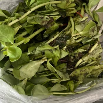 Carrefour SA Davutpaşa Solmuş, Çürük Bayat Yeşillik Satıyor.