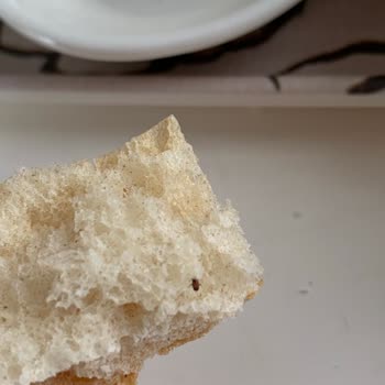 İBB - İstanbul Büyükşehir Belediyesi Halk Ekmekten Böcek Çıktı