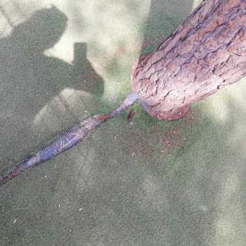 İzmir Konak Belediyesi I**** A****** Parkı