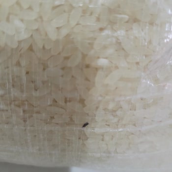 Terme Demirtürk Pirinç Fabrikası'ndan Aldığım Pirinç Böcekli Çıktı