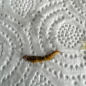 A101 Çokça Mısırdan Solucan Çıkması