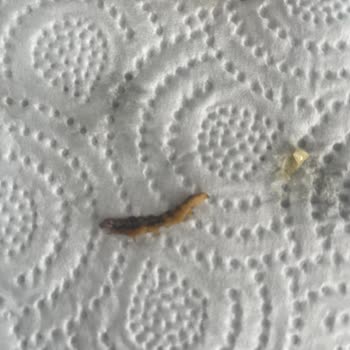 A101 Çokça Mısırdan Solucan Çıkması