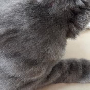 Boehringer Ingelheim İlaç İç Dış Parazit Damlası Kedimin Derisini Yaktı