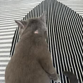 Boehringer Ingelheim İlaç İç Dış Parazit Damlası Kedimin Derisini Yaktı