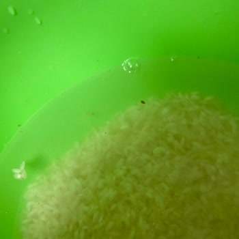 TMO Kurtlu Bayat Pirinç