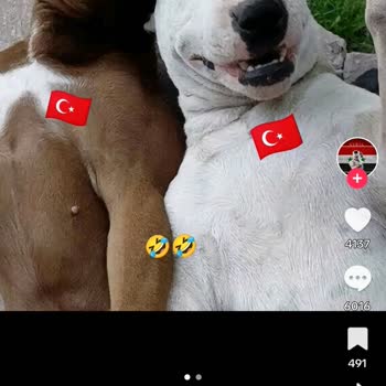 TikTok Türk Bayrağı Dalga Geçilmesi
