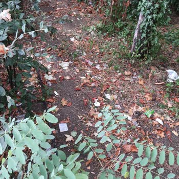 Beylikdüzü Belediyesi Beylikdüzü Korupark Çöp İçinde