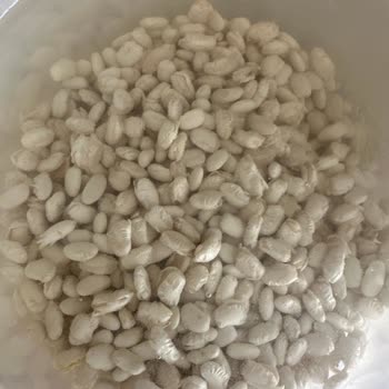 Hasata Marka Kuru Fasulye