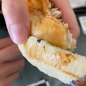 Cajun Corner Şirinevler Şubesindeki Hamburgerden Böcek Çıktı