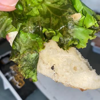 Cajun Corner Şirinevler Şubesindeki Hamburgerden Böcek Çıktı