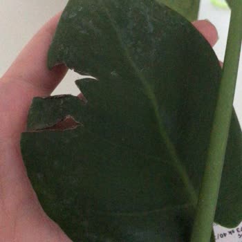 ÇiçekSepeti Siparişimde Yaşadığım Sorunlar